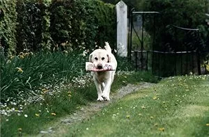 Images Dated 1st May 1996: Labrador Troy 11 year old dog who loves fetching the people every sunday from the paper