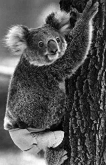 Images Dated 25th November 1982: Lally the Koala seen here with a broken leg which she receive during trying to escape a