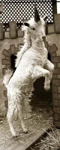 Lancelot the unicorn bred by two naturalists in California Lancelot the unicorn bred by two naturalists in California