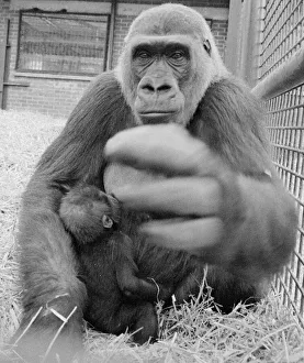 The largest collection of Gorillas in the world lives at Howletts Zoo near Canterbury The largest collection of Gorillas in the world lives at Howletts Zoo near Canterbury