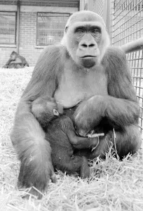 Mirror/0000to0099 00016/largest collection gorillas world lives howletts Mirror/0000to0099 00016/largest collection gorillas world lives howletts