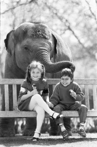 Layang Layang London Zoo's Asian Elephant tries to muscle in on Faye Trinaman Layang Layang London Zoo's Asian Elephant tries to muscle in on Faye Trinaman
