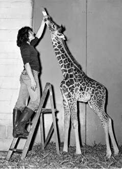 Life at the top for keeper Andrea Bignell with baby Elizabeth at Marwell zoo Life at the top for keeper Andrea Bignell with baby Elizabeth at Marwell zoo