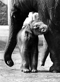 Images Dated 1st May 1977: Nothing like a good nuzzle. Baby elephant getting food from his mother May 1977