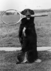 Lindy Lou the tennis dog with a racket in her mouth. February 1980 P011747 Lindy Lou the tennis dog with a racket in her mouth. February 1980 P011747