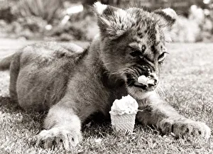 Lion Cub cools off in the heat with an ice cream - August 1977 Lion Cub cools off in the heat with an ice cream - August 1977