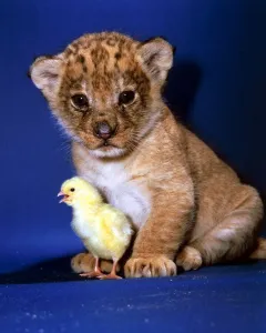 A Lion Cub with a tiny chick February 1987 A Lion Cub with a tiny chick February 1987