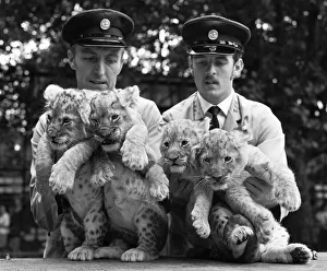 Four lion cubs, born to Kim and Singh on the 10th June 1971 met visitors for the first Four lion cubs, born to Kim and Singh on the 10th June 1971 met visitors for the first