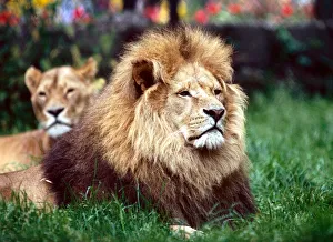 A Lion and lioness laying down in the grass at a zoo in England July 1971 A Lion and lioness laying down in the grass at a zoo in England July 1971