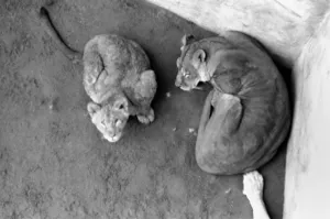 Lions and Cubs at Dudley Zoo. February 1975 75-00978-002 Lions and Cubs at Dudley Zoo. February 1975 75-00978-002