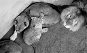 Lions and Cubs at Dudley Zoo. February 1975 75-00978-003 Lions and Cubs at Dudley Zoo. February 1975 75-00978-003