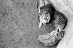 Lions and Cubs at Dudley Zoo. February 1975 75-00978-004 Lions and Cubs at Dudley Zoo. February 1975 75-00978-004