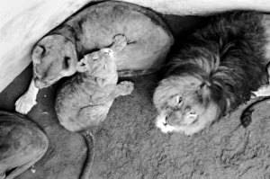 Lions and Cubs at Dudley Zoo. February 1975 75-00978-005 Lions and Cubs at Dudley Zoo. February 1975 75-00978-005