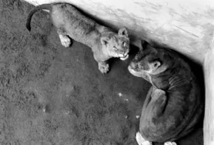 Lions and Cubs at Dudley Zoo. February 1975 75-00978-006 Lions and Cubs at Dudley Zoo. February 1975 75-00978-006