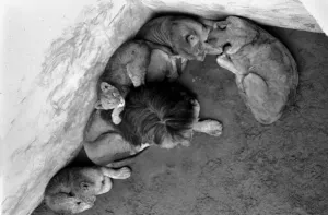 Lions and Cubs at Dudley Zoo. February 1975 75-00978-007 Lions and Cubs at Dudley Zoo. February 1975 75-00978-007
