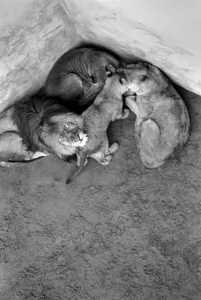 Lions and Cubs at Dudley Zoo. February 1975 75-00978-008 Lions and Cubs at Dudley Zoo. February 1975 75-00978-008