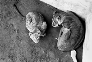 Lions and Cubs at Dudley Zoo. February 1975 75-00978-009 Lions and Cubs at Dudley Zoo. February 1975 75-00978-009