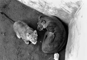 Lions and Cubs at Dudley Zoo. February 1975 75-00978-010 Lions and Cubs at Dudley Zoo. February 1975 75-00978-010