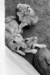 Lions and Cubs at Dudley Zoo. February 1975 75-00978-011 Lions and Cubs at Dudley Zoo. February 1975 75-00978-011