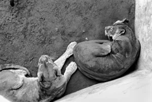 Lions and Cubs at Dudley Zoo. February 1975 75-00978-012 Lions and Cubs at Dudley Zoo. February 1975 75-00978-012