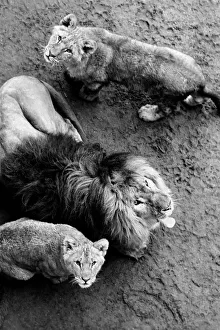 Lions and Cubs at Dudley Zoo. February 1975 75-00978 Lions and Cubs at Dudley Zoo. February 1975 75-00978