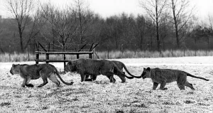 Lions running round in the snow at Lambton Pleasure Park in July 1978 Lions running round in the snow at Lambton Pleasure Park in July 1978