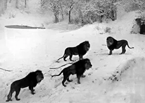 Images Dated 12th December 2005: Lions on the snowy slopes of their den at Whipsnade Zoo