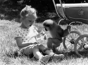 Little girl Madeline Jackson with Jake the monkey. June 1985 P011892 Little girl Madeline Jackson with Jake the monkey. June 1985 P011892