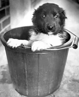 Little Joe, a dumped dog sits in a bucket at Coventry's RSPCA kennels Little Joe, a dumped dog sits in a bucket at Coventry's RSPCA kennels