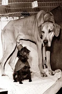 Little and Large - two dogs, one in a little hat and cape, standing together Little and Large - two dogs, one in a little hat and cape, standing together