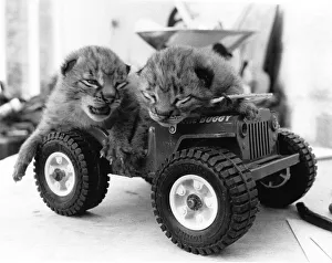 These two little lynxes are only five days old but soon those gentle meows will turn into These two little lynxes are only five days old but soon those gentle meows will turn into