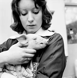 Little Pig Found Wandering Streets of London seen here being cared for by a veterinary Little Pig Found Wandering Streets of London seen here being cared for by a veterinary