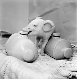 Little Pig Found Wandering Streets of London seen here keeping warm between two hot water Little Pig Found Wandering Streets of London seen here keeping warm between two hot water