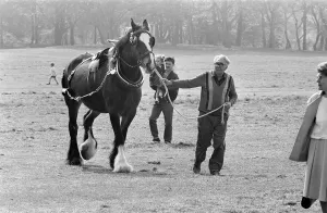 Liverpool May Horse Parade, Saturday 9th May 1987. Behind the scenes, Preparation Liverpool May Horse Parade, Saturday 9th May 1987. Behind the scenes, Preparation