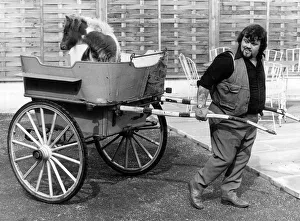Lizzie the eight week old carthorse foal sits in the back of a carriage pulled by her Lizzie the eight week old carthorse foal sits in the back of a carriage pulled by her