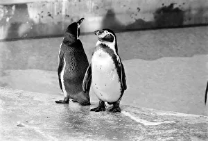 London Zoo's penguins seen here enjoying the recent cold snap London Zoo's penguins seen here enjoying the recent cold snap