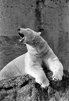 London Zoo's Polar Bear Pipaluk seen here enjoying the recent cold snap London Zoo's Polar Bear Pipaluk seen here enjoying the recent cold snap