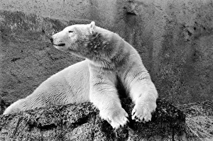 London Zoo's Polar Bear Sabrina seen here enjoying the recent cold snap London Zoo's Polar Bear Sabrina seen here enjoying the recent cold snap