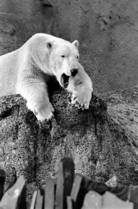 London Zoo's Polar Bear Sabrina seen here enjoying the recent cold snap London Zoo's Polar Bear Sabrina seen here enjoying the recent cold snap