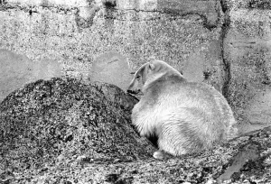 London Zoo's Polar Bear seen here enjoying the recent cold snap London Zoo's Polar Bear seen here enjoying the recent cold snap