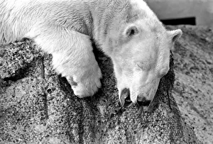 London Zoo's Polar BearPolar Bear Pipaluk seen here enjoying the recent cold snap London Zoo's Polar BearPolar Bear Pipaluk seen here enjoying the recent cold snap