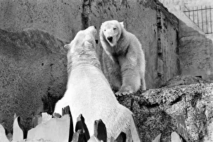 London Zoo's Polar Bears Sabrina and Pipaluk seen here enjoying the recent cold snap London Zoo's Polar Bears Sabrina and Pipaluk seen here enjoying the recent cold snap