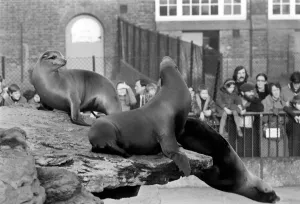 London Zoo's Sealions seen here enjoying the recent cold snap London Zoo's Sealions seen here enjoying the recent cold snap