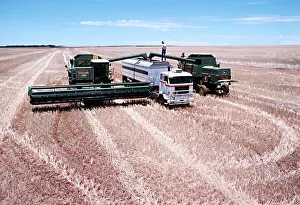 Lorry being loaded with wheat on a large farm in Western Australia Lorry being loaded with wheat on a large farm in Western Australia