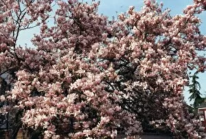 Images Dated 2nd May 1997: Magnolia Tree