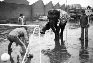 One of the main attractions at Bristol City's ground was an elephant which made a One of the main attractions at Bristol City's ground was an elephant which made a