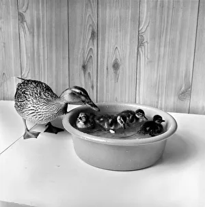 A Mallard with little ducklings. April 1975 A Mallard with little ducklings. April 1975