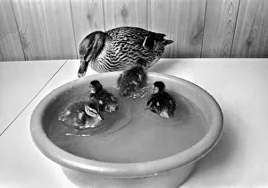 A Mallard with little ducklings. April 1975 A Mallard with little ducklings. April 1975