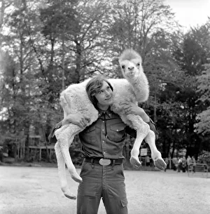 Man walking in his back garden carrying a camel on his shoulders May 1975 Man walking in his back garden carrying a camel on his shoulders May 1975