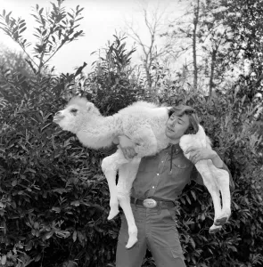Man walking in his back garden carrying a camel on his shoulders May 1975 Man walking in his back garden carrying a camel on his shoulders May 1975